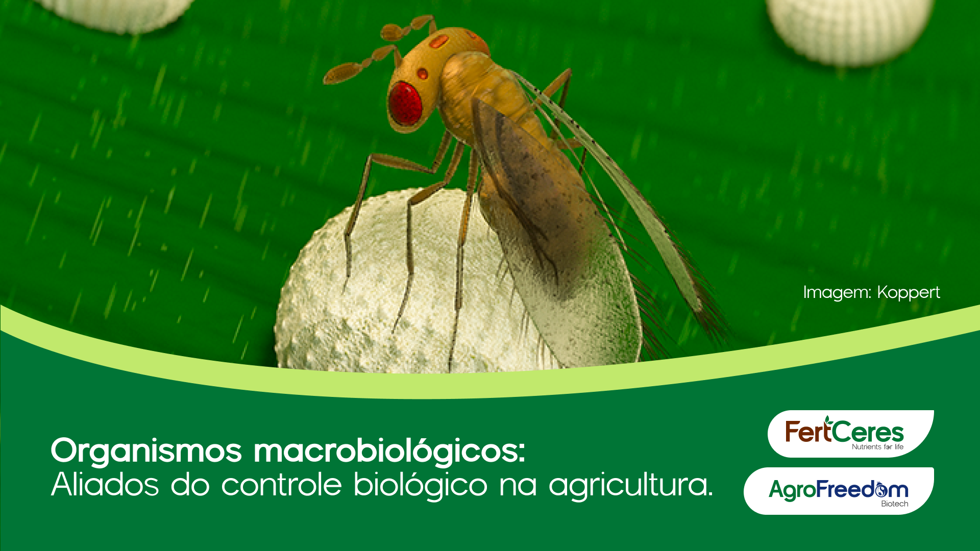 Organismos macrobiológicos: Aliados do controle biológico na agricultura.