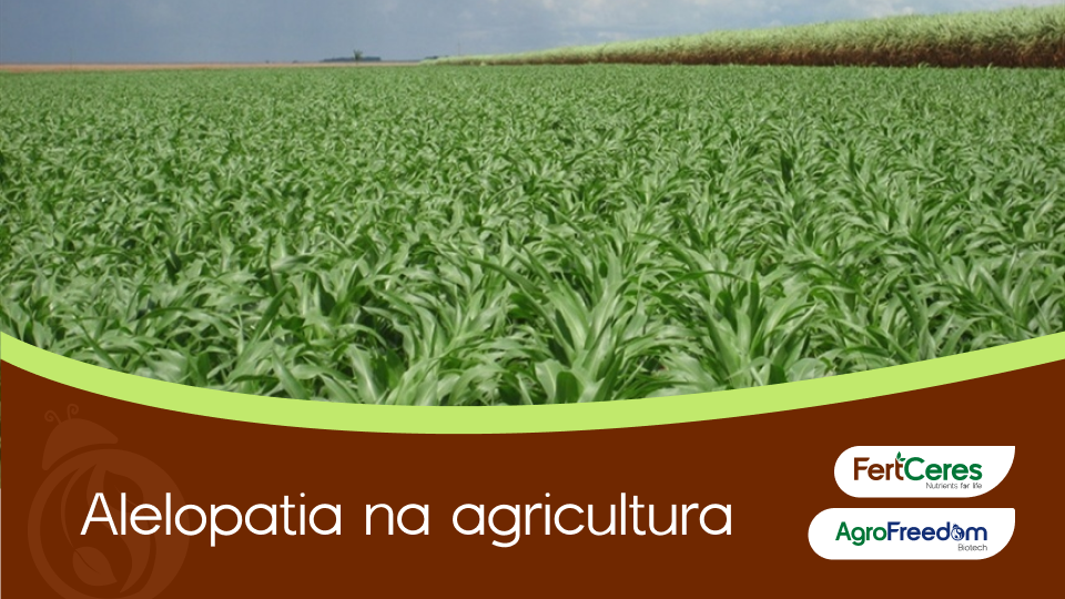 Alelopatia na agricultura