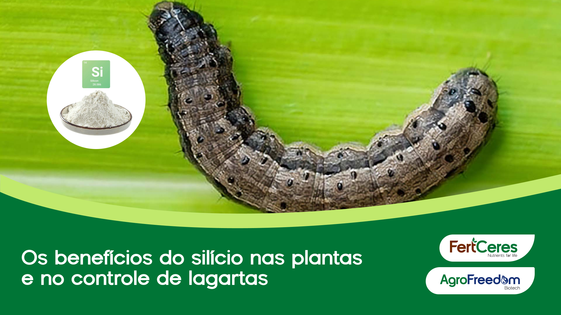 Os benefícios do silício nas plantas e no controle de lagartas